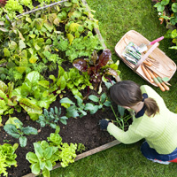 Garden Maintenance Mill Hill