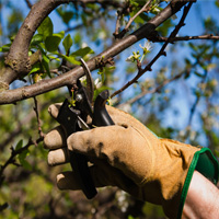 Tree Pruning Mill Hill