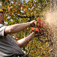 Tree Removal Mill Hill