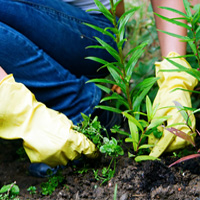 Weeding & Pruning Mill Hill