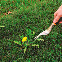 Weeding & Pruning Mill Hill